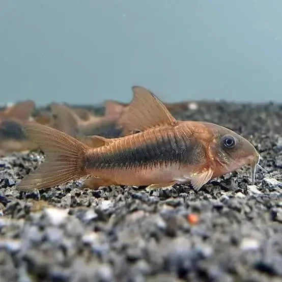 Corydoras aeneus fish.