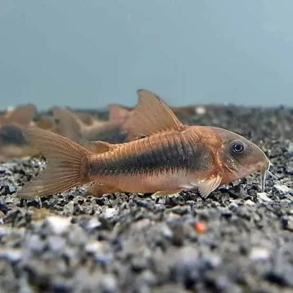 Corydoras aeneus fish.