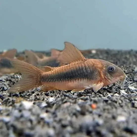 Corydoras aeneus fish.