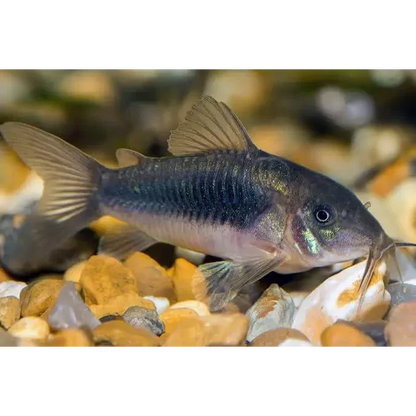 Corydoras catfish with barbels.