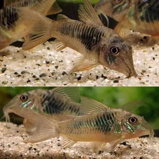 Corydoras catfish with striped pattern.