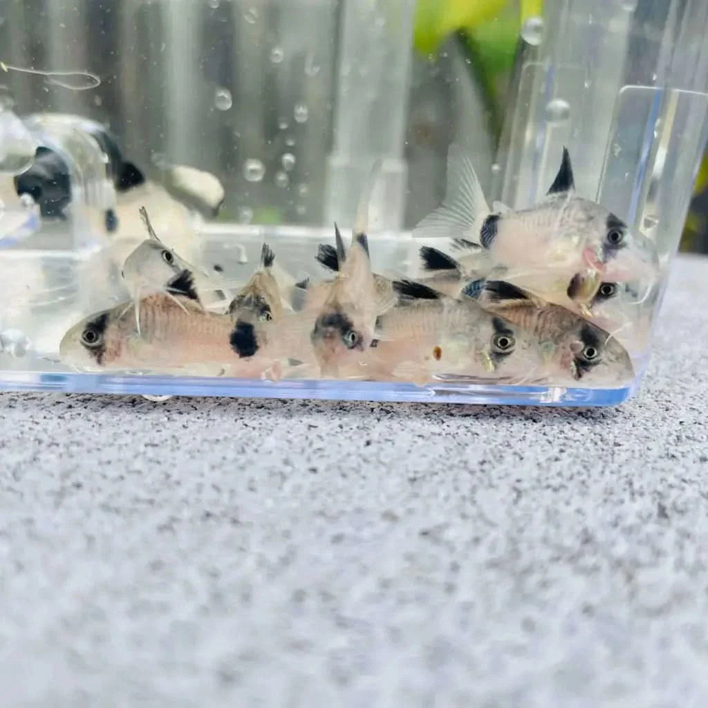 Group of panda corydoras fish.