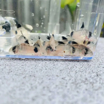 Group of panda corydoras fish.