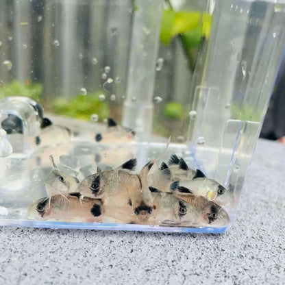 Group of panda corydoras fish.