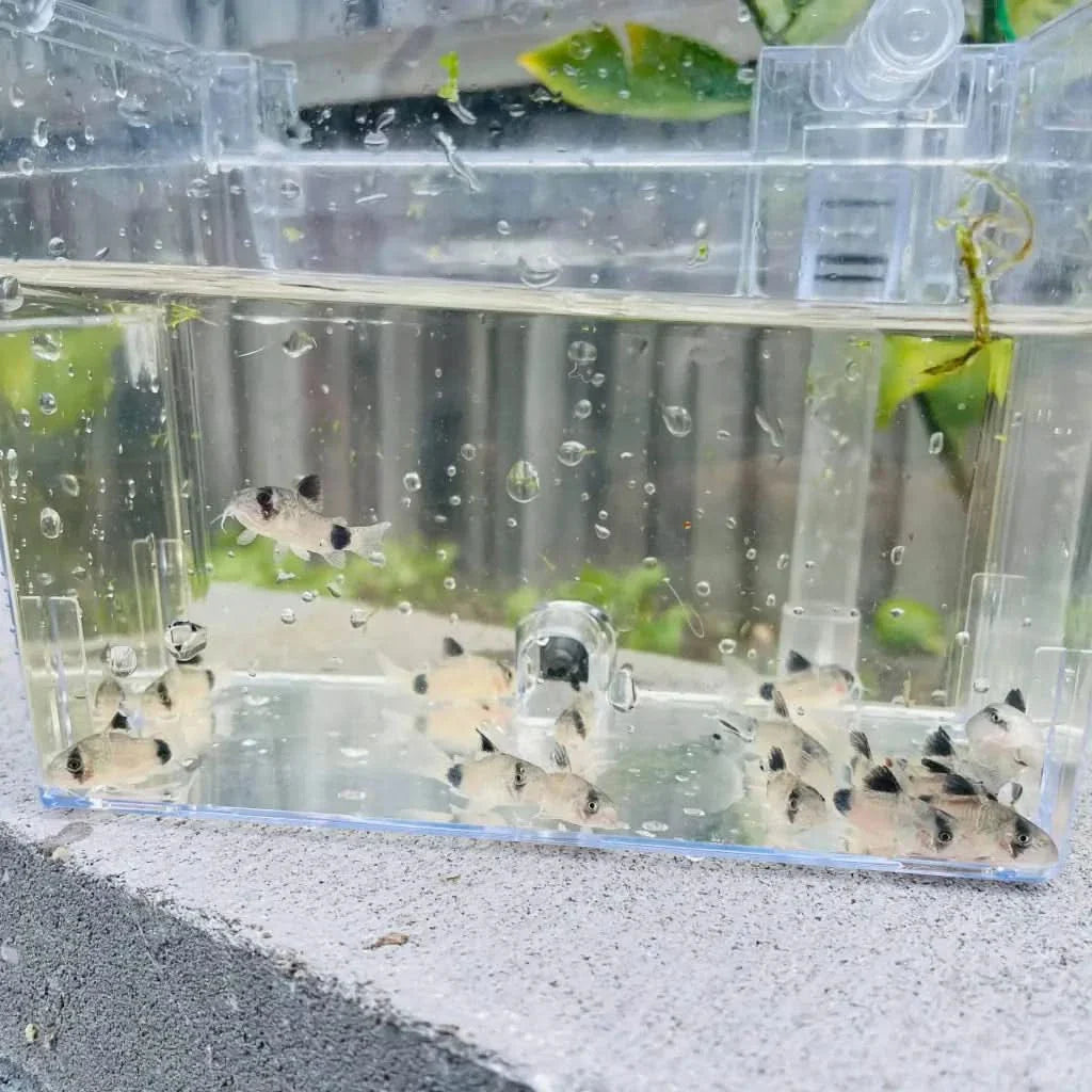 Clear container filled with panda corydoras.