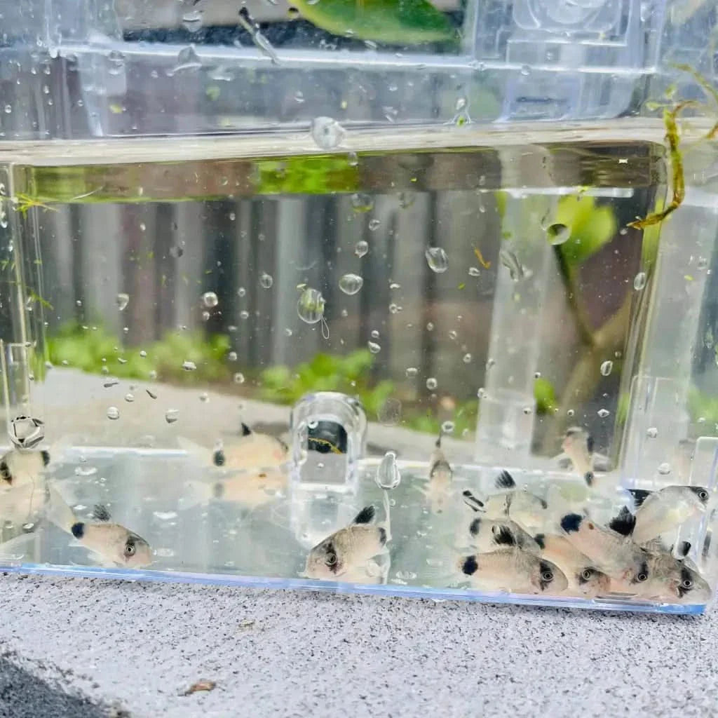 Small fish in a clear container.