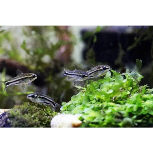 Striped Corydoras fish.