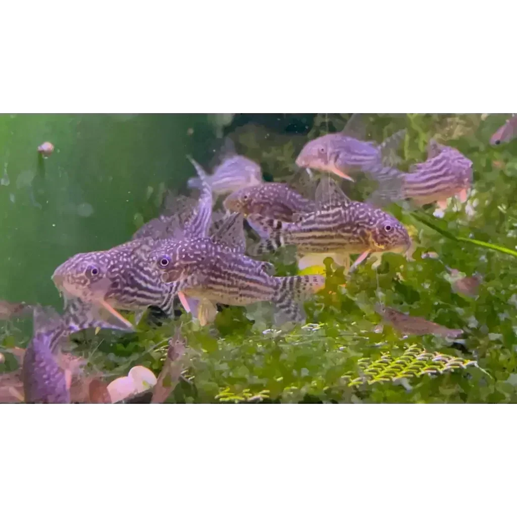 Striped Corydoras catfish group.