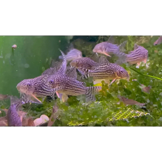 Striped Corydoras catfish group.
