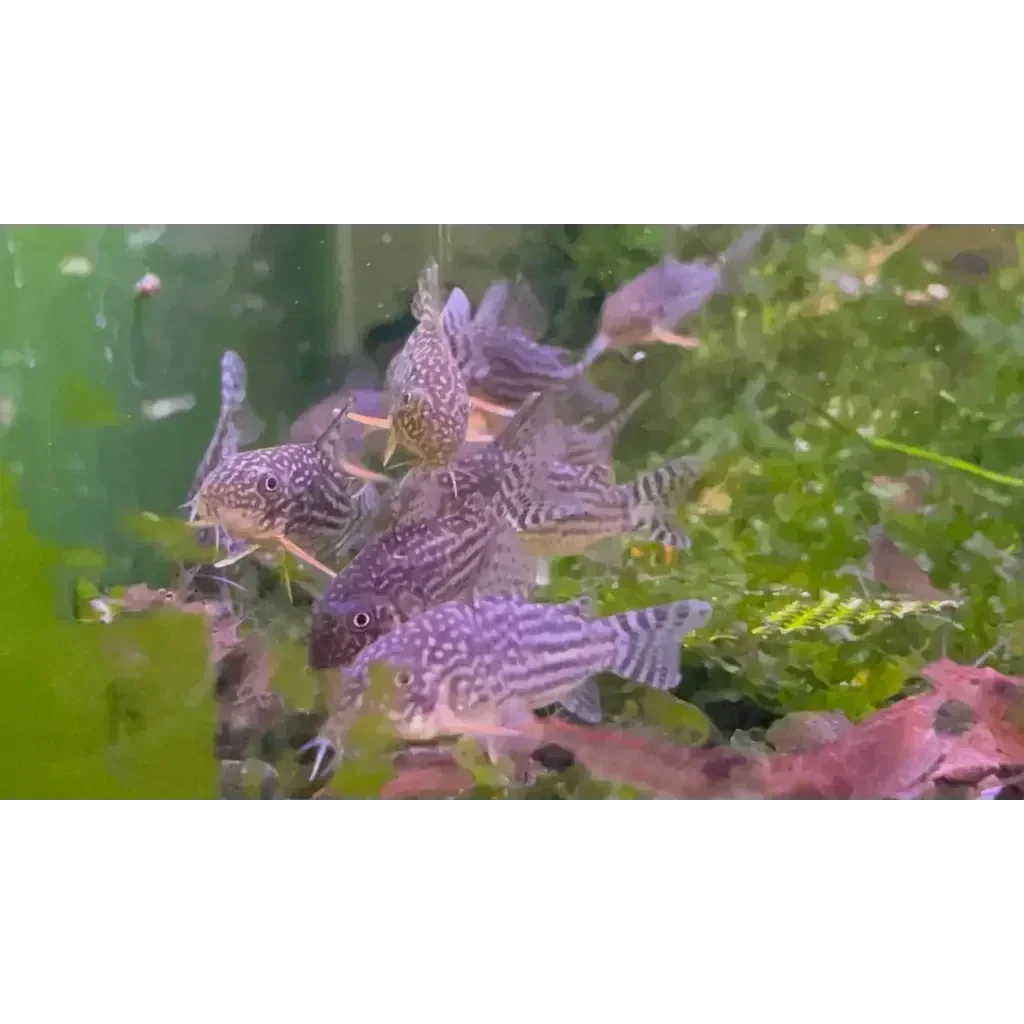 Group of Corydoras fish.