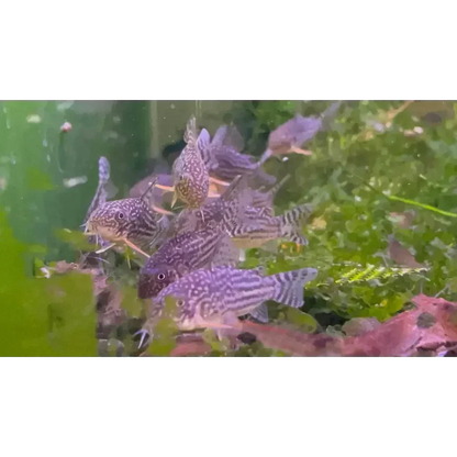 Group of Corydoras fish.
