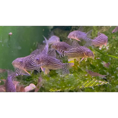 Striped Corydoras catfish shoal.