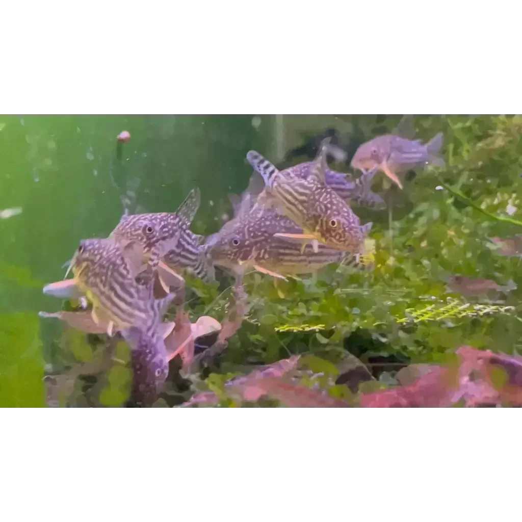 Striped Corydoras catfish cluster.
