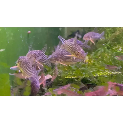 Striped Corydoras catfish cluster.