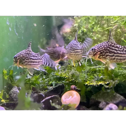 Striped Corydoras fish.