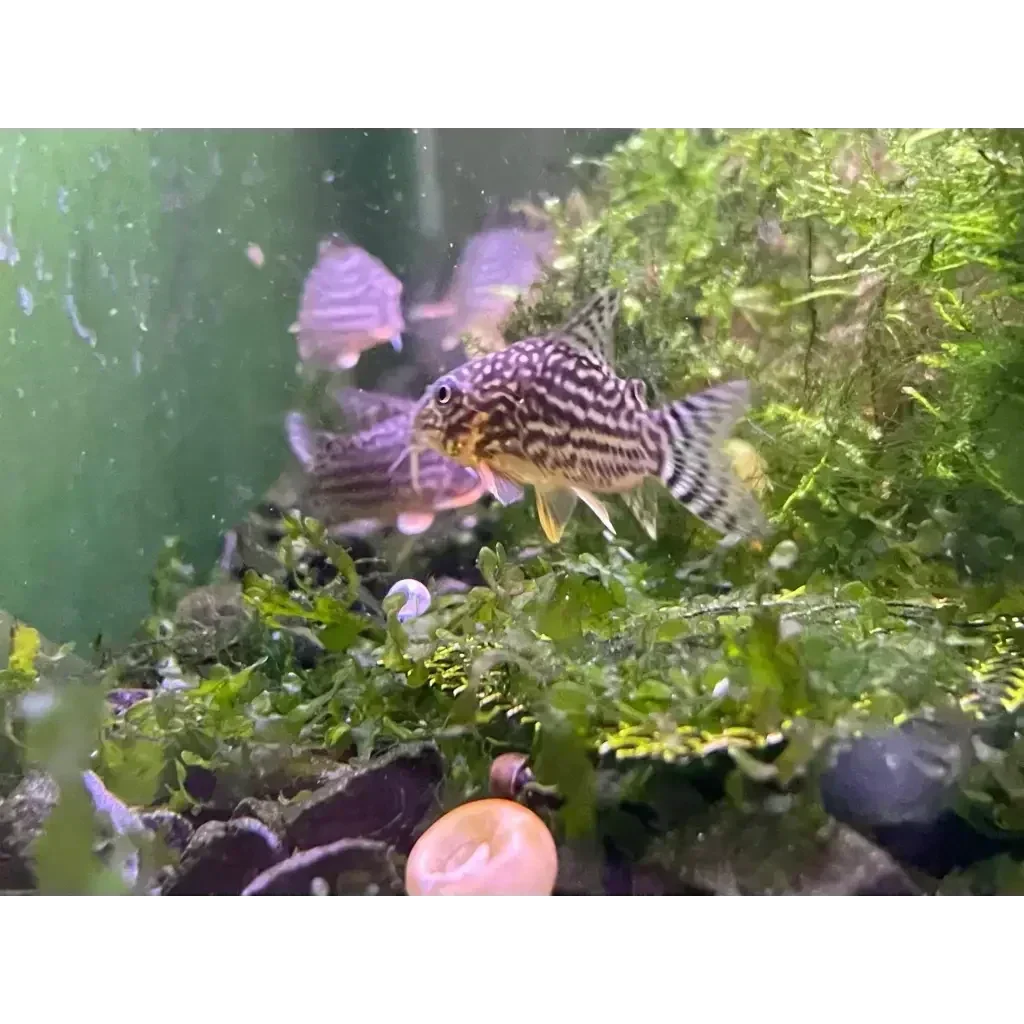 Striped Corydoras fish.