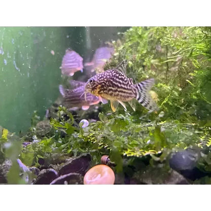 Striped Corydoras fish.