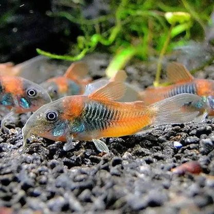 Orange and black Corydoras fish.