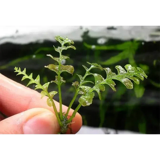 crepidomanes auriculatum Fern