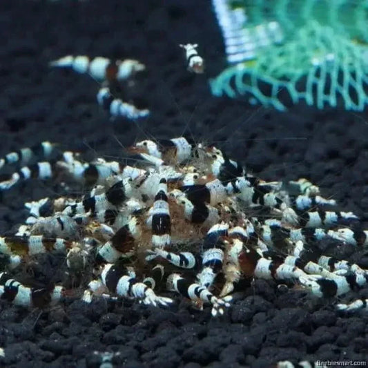 Black and white striped shrimp cluster.