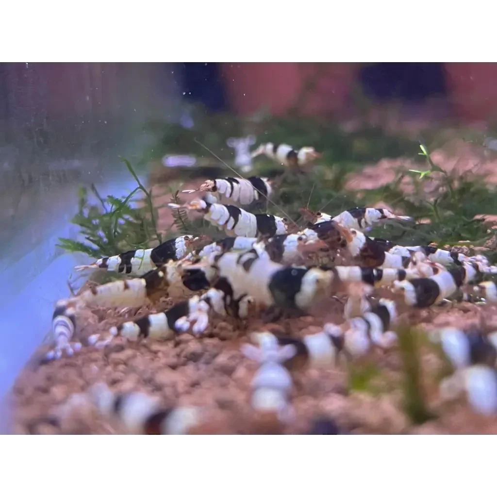 Black and white striped shrimp.