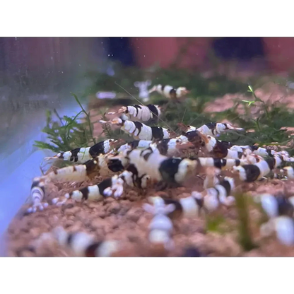 Black and white striped shrimp.