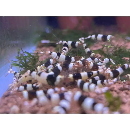 Black and white striped shrimp.