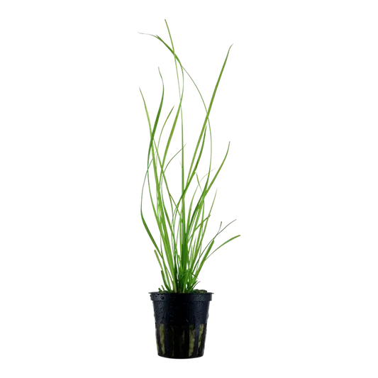 Artificial aquarium plant.