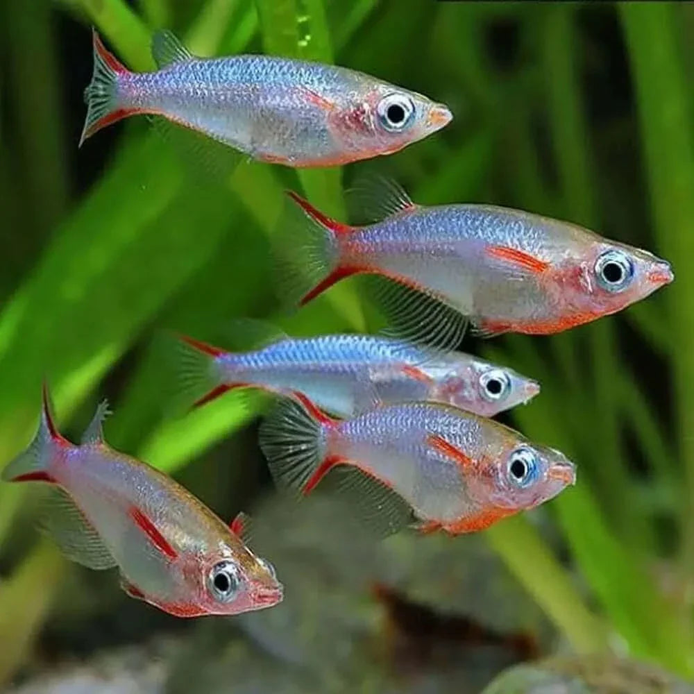 School of slender, iridescent fish.
