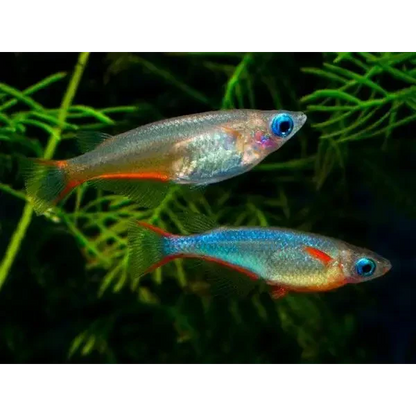 Two colorful celestial pearl danio fish.