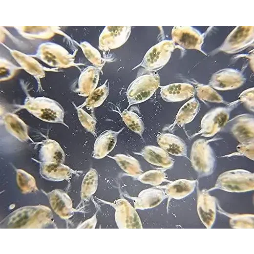 Cluster of water fleas.