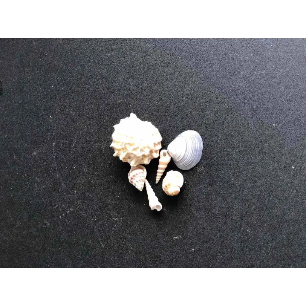 Decoratiom Shells