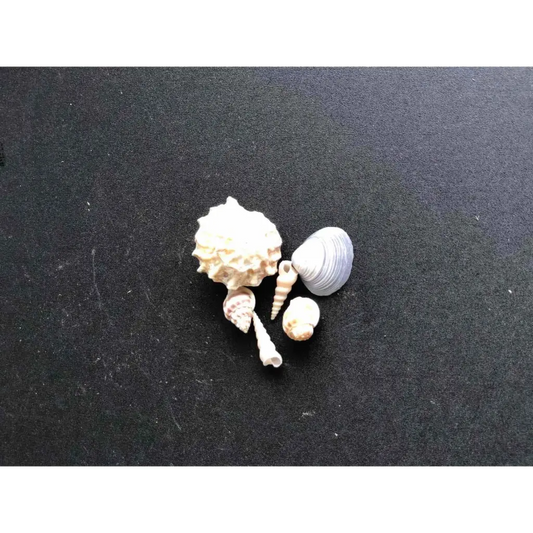 Decoratiom Shells