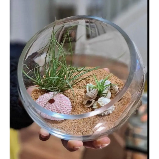 DIY Airplant Open Terrarium