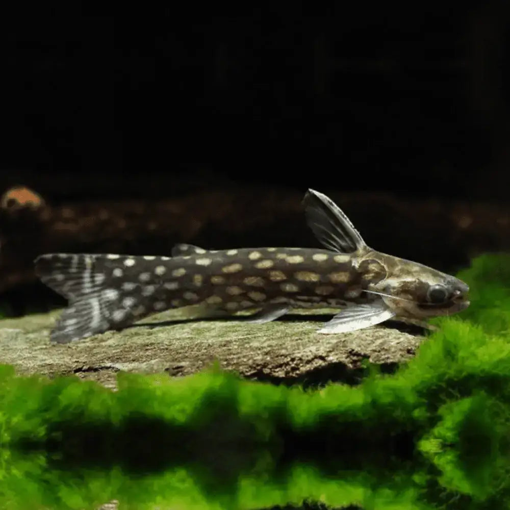 A sleek, dark-bodied catfish with striking white spots and delicate fins rests gracefully on a mossy rock.