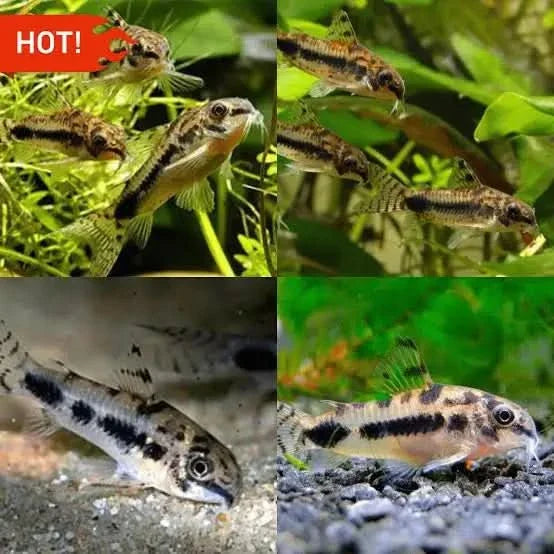 Corydoras catfish assortment.