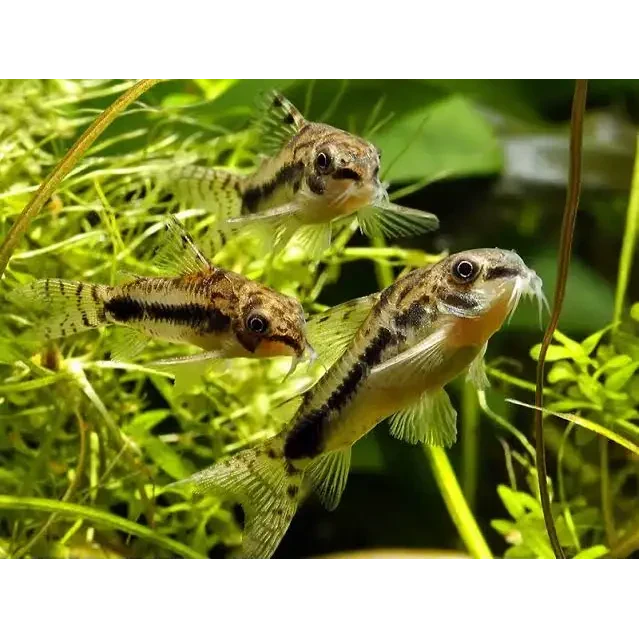Three Corydoras catfish.