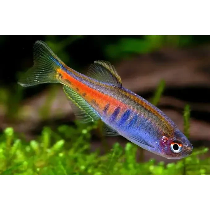 Celestial pearl danio fish.