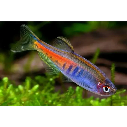 Celestial pearl danio fish.