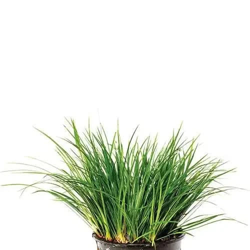 Green ornamental grass in pot.