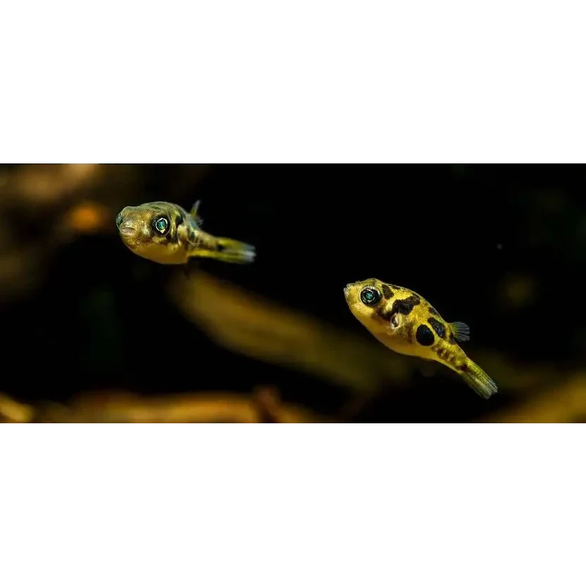 Two small, yellow-spotted pufferfish.