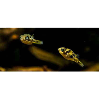 Two small, yellow-spotted pufferfish.