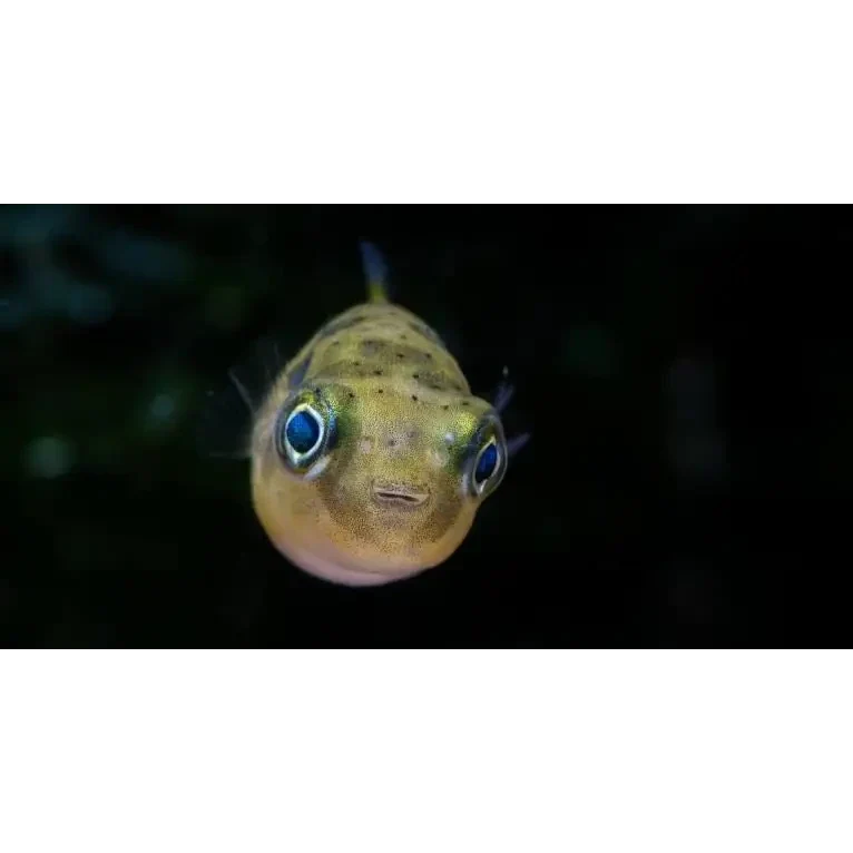 Round, speckled pufferfish.