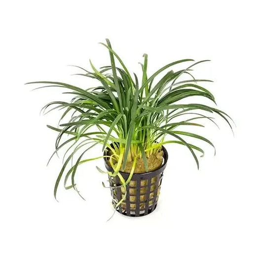 Potted green aquatic plant.