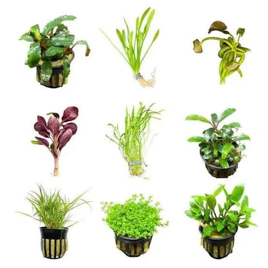 Assorted aquarium plants.