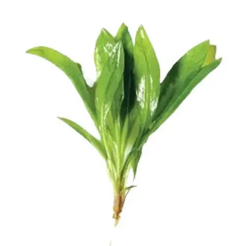 Green aquatic plant.