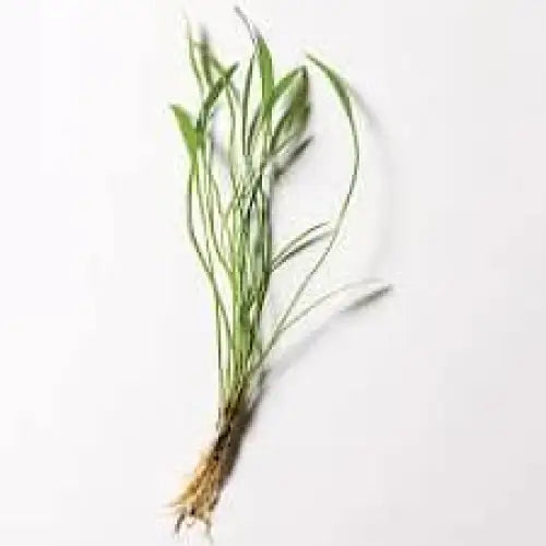 Echin. Latifolius - 10-15cm