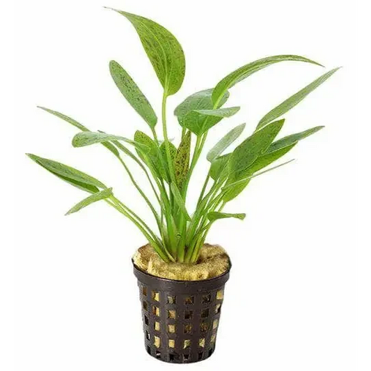 Potted green aquatic plant.
