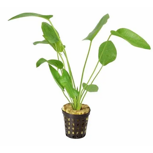 Echinodorus Schuleteri - 5cm Pot