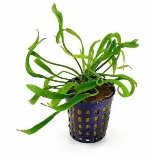 Aquatic plant in a blue pot.